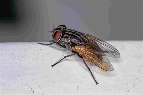 Do Flies Transmit Diseases?