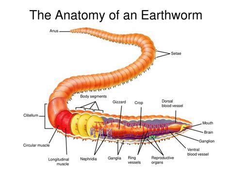 Phylum Annelida. - ppt download
