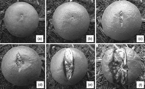 Fruit Splitting In Citrus Firstfruits