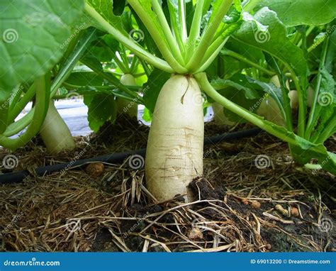 Daikon Radish Plants Stock Photo Image Of Asian Cultivation 69013200