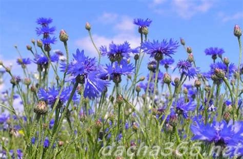 Полевой цветок фиолетовый – 34 вида с фото, названиями и применением