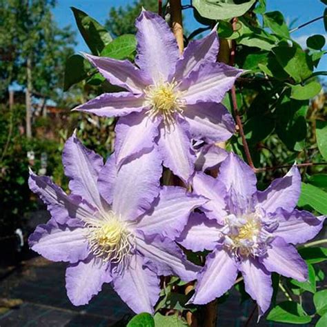 Купить Клематис Тирислунд (Thyrislund) — АС-Клематис