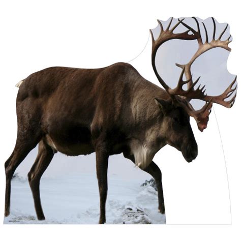 Reindeer Cardboard Cutout Free Shipping