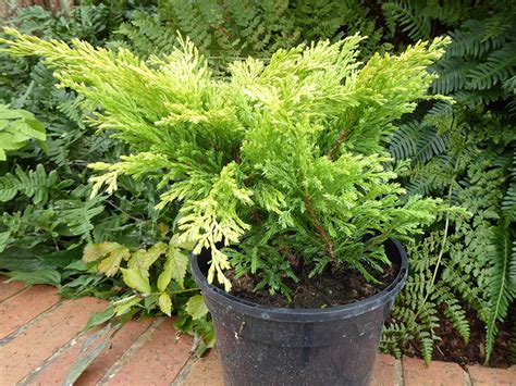 Juniperus Horizontalis Lime Glow