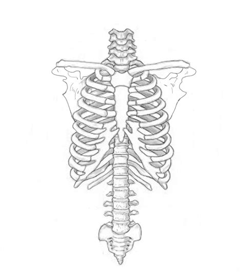 Dibujohumano Tórax