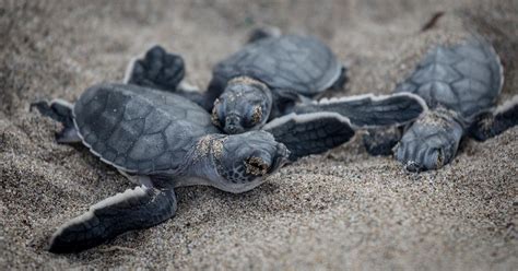 Loggerhead Sea Turtles Are Repopulating at a Record Pace in Georgia