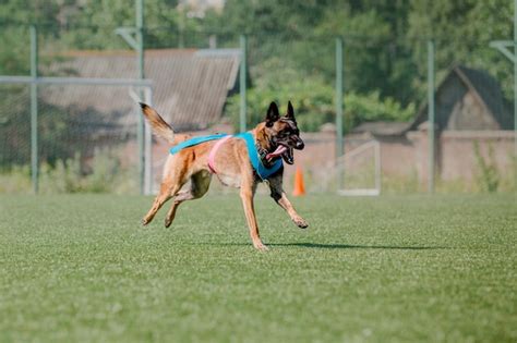 Premium Photo | Working malinois dog. belgian shepherd dog. police ...
