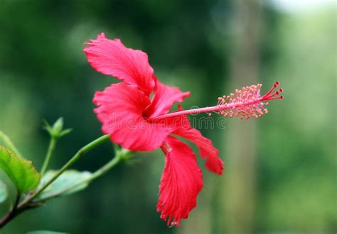 Fiore rosso fotografia stock. Immagine di chiusura, parco - 7638144
