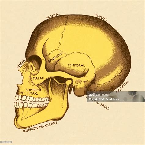 Bones Of Human Skull High-Res Vector Graphic - Getty Images