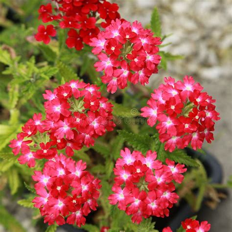 Close Up Of Red Verbena Hybrida Flowers In A Garden Stock Photo Image