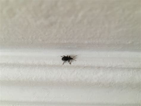 Мошки в доме (40 фото) - фото - картинки и рисунки: скачать бесплатно