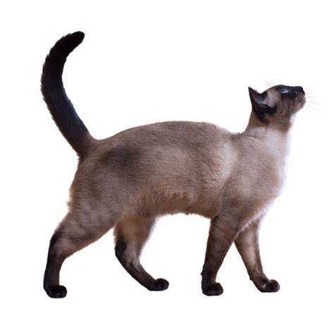 Siamese Self Pointed Cats Cat Breeds