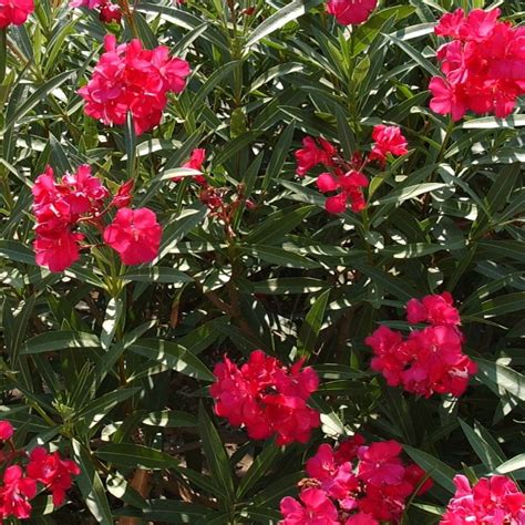 laurier rose antoine rouge parfume fleur double le jardin du prahor