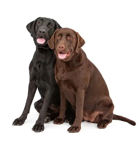 color labrador retriever dogs stock photo adogslifephoto