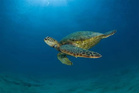 54+ Sea Turtle Wallpaper Backgrounds