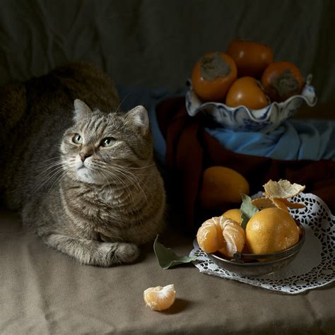 Cassiopea | Натюрморты, Кошачьи, Картины