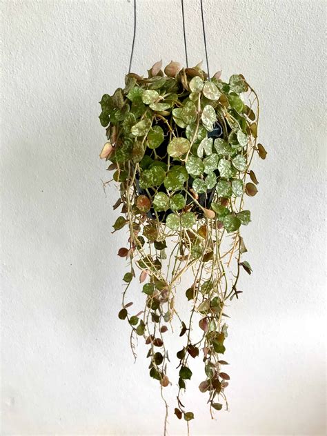 14 Types of Variegated Hoya Plants - A-Z Animals