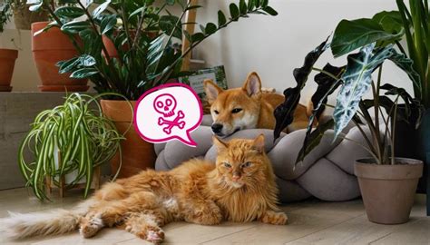 household hazards protecting  pets  hidden dangers  home