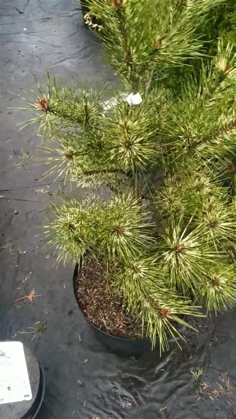 Елки-Палки. Хвойные растения для ландшафтного дизайна - Home | Facebook