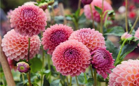 Георгина (Dahlia, Asteraceae, Compositae) - описание, виды, фото, уход ...
