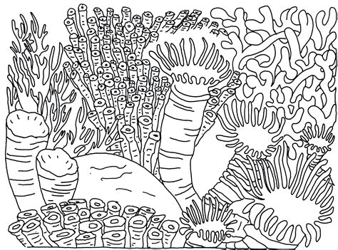coral reef drawing easy