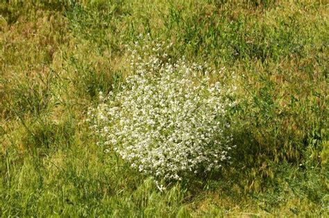 Busk Med Sm Hvide Blomster I Naturen Stock Foto Colourbox