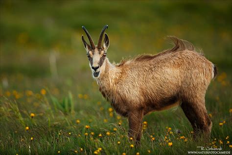 Radomir Jakubowski Naturfoto Camp