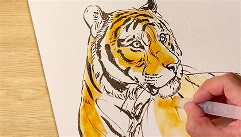 How To Draw A Tiger Step By Step Realistic