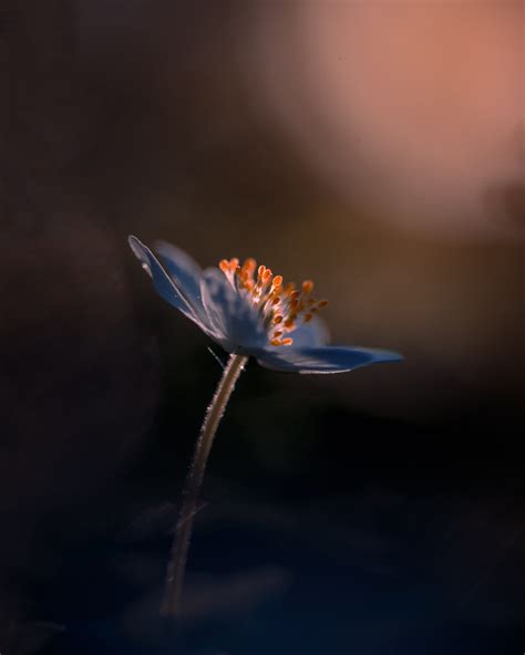 Ultimate Guide to Macro Flower Photography for Great Shots