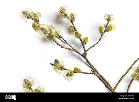 Pussy Willow Branches Background Close Up Willow Twigs With Catkins Spring Easter Pussy