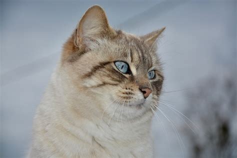 800 Free Nude Pussy Cat Photos Pixabay