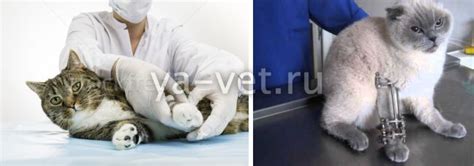 Переломы у кошек: как определить перелом, признаки, симптомы и лечение