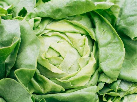 Wild Lettuce For Pain Benefits And More