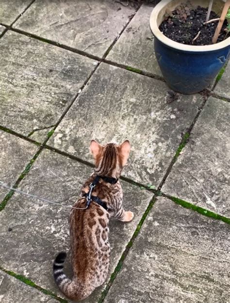 A Bengal Cat (Un)Leashed - That Bengal Cat