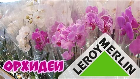 Orchids| Leroy Merlin | Орхидеи в Леруа Мерлен | Орхидея| Orchid - YouTube