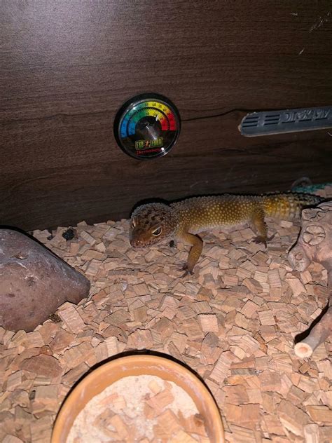 Leopard gecko - oak vivarium | in Larne, County Antrim | Gumtree