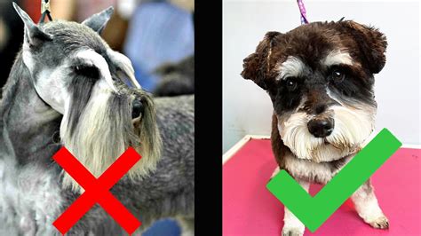 Schnauzer Groom In A Puppy Cut Not Breed Standard Groom Youtube