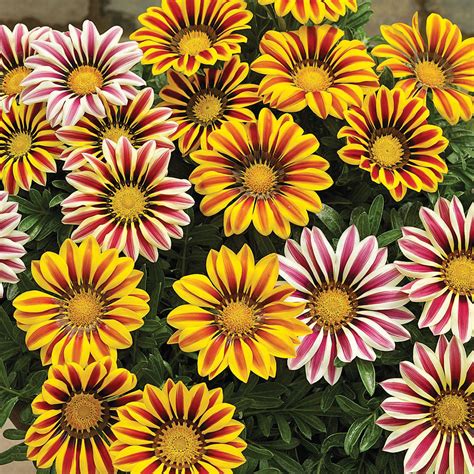 Гацания Триада (73 фото) - фото - картинки и рисунки: скачать бесплатно