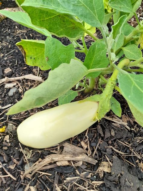 Seed Freaks - Eggplant - Casper or French White - Seedfreaks | Sow the