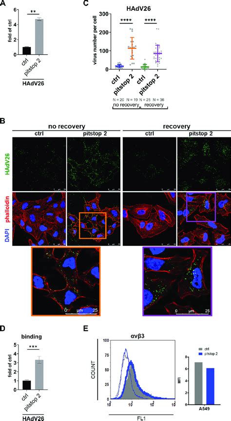 Inhibition Of Clathrin Mediated Endocytosis Stalls Hadv26 Intracellular