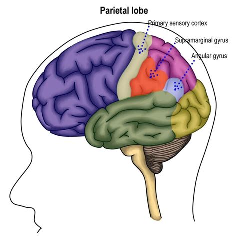 Parietal Lobe Definition Functions Structure And Location