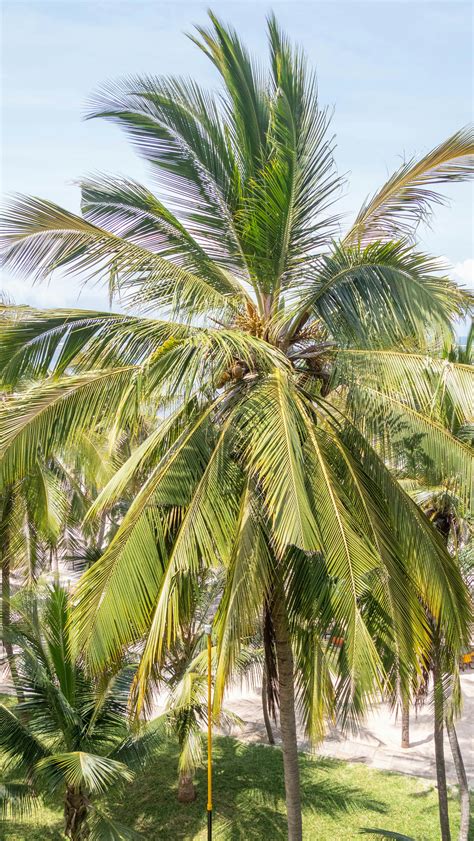 Palm Photos, Download The BEST Free Palm Stock Photos & HD Images