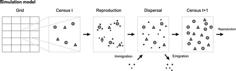 Schematic of the simulation model. Each cell hosts a number of adult ...