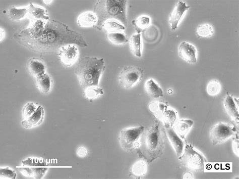 PC-3 cells