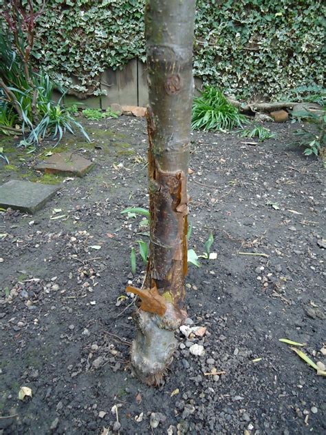 Apple Tree Why Are It And Other Shrubs Dying — Bbc Gardeners World