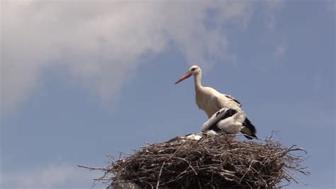 white stork feeding chicks Stock Footage Video (100% Royalty-free ...