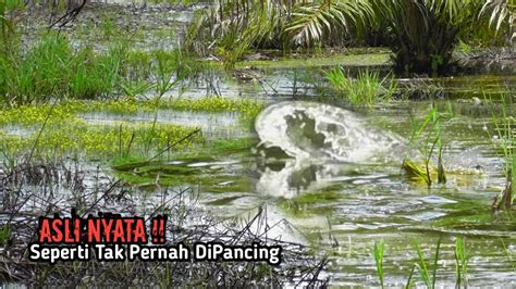 Asli Nyata Mancing Casting Ikan Gabus Di Spot Yang Jarang Terjamah