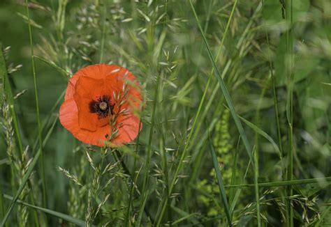 Corn Poppy Flower Plant Free Photo On Pixabay Pixabay