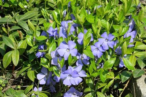 Многолетники для бордюра: названия и фото