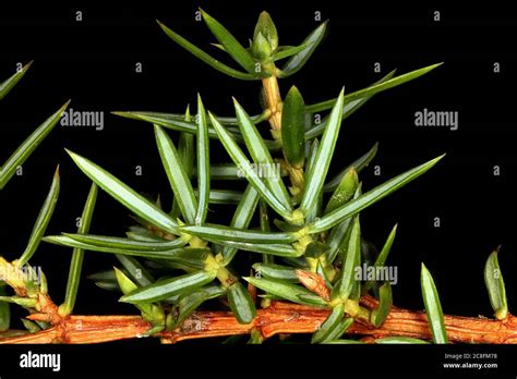 Common Juniper Juniperus Communis Leaves Closeup Stock Photo Alamy